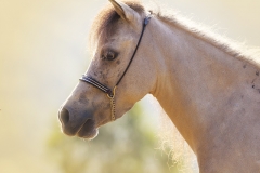 Caballo retrato