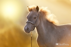 caballo retrato 04