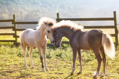 potrillos caballos mi iatura