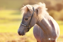 retrato de caballo