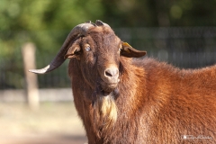 Cabra bermeya 03