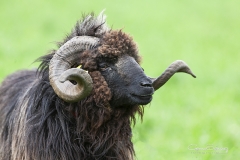 Carnero de oveja Xalda 02