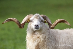 Carnero. Oveja Xalda