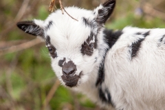 Corderito blanco y negro