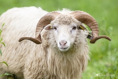 Macho de Oveja Xalda