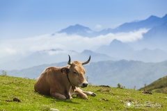 Vaca en el Sueve 01