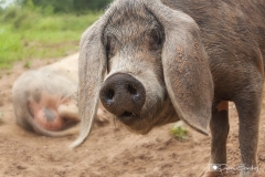Cerdo Asturcelta