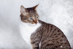 Calendario almigos del perro 2019 01