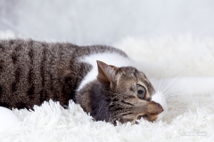 Calendario almigos del perro 2019 06