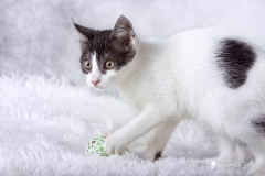 Calendario almigos del perro 2019