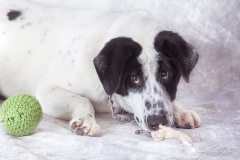 Calendario amigos del perro 2018 011