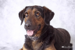 Calendario amigos del perro 2019 09