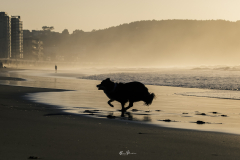 Border-Collie-saliendo-del-agua