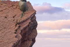 Cabeza de Cousteau en Salinas