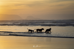 Perros-en-la-playa