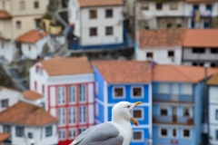 Cudillero-gaviota-tejado