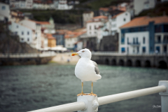 Cudillero-y-gaviota