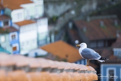 Gaviota-de-Cudillero