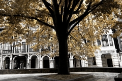 Tilo de San Francisco de Avilés