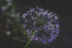 Allium