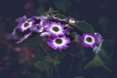 Cineraria