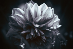 Dalia-nocturna