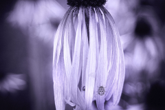 Echinacea-Pallida-ByN