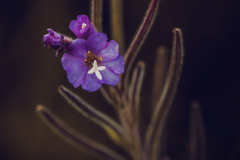 Epilobium-hirsutum