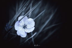 Flor-de-lino-silvestre