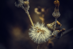 Flor-sutil