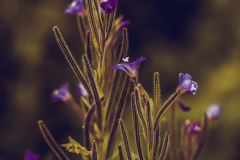 Flores-de-epilobio-01