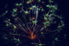 Fractales-vegetales