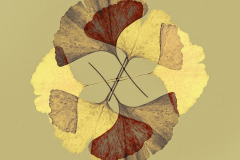 Ginkgo-biloba-esfera-01