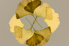 Ginkgo-biloba-esfera-02