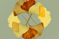 Ginkgo-biloba-esfera-03