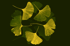 Ginkgo-green-fusion-03