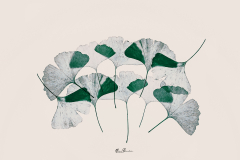 Ginkgos-03
