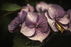 Macro-flor-de-Hortensia