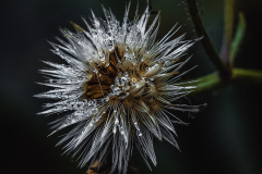 Macro-flor-de-cerraja