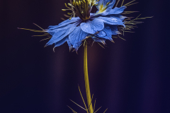 Nigella-Damascena-01