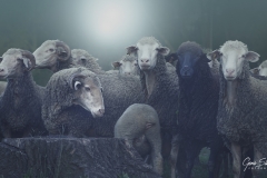 Ovejas-en-la-niebla