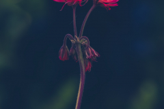 Pelargonium