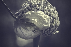 Planta-de-cebolla