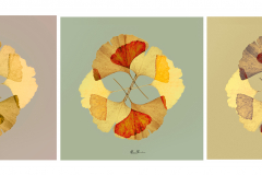 Serie-22Hojas-de-Ginkgo-Biloba22