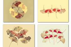 Serie-fotografica-22Ginkgos22