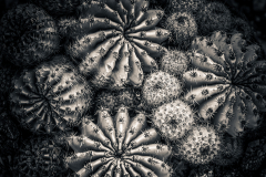 Suculentas