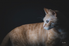2_Gato-en-estudio