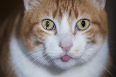 Einstein-cat