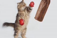 El boxeo, un buen deporte para gatos
