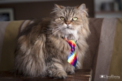 Gata con corbata del orgullo gay